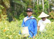 PT Timah Perkuat Ketahanan Pangan Lewat Dukungan ke Kelompok Tani