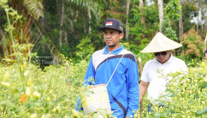 PT Timah Perkuat Ketahanan Pangan Lewat Dukungan ke Kelompok Tani
