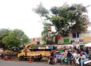 Bandung Langitkan Pohon: Kisah Cegah Bencana