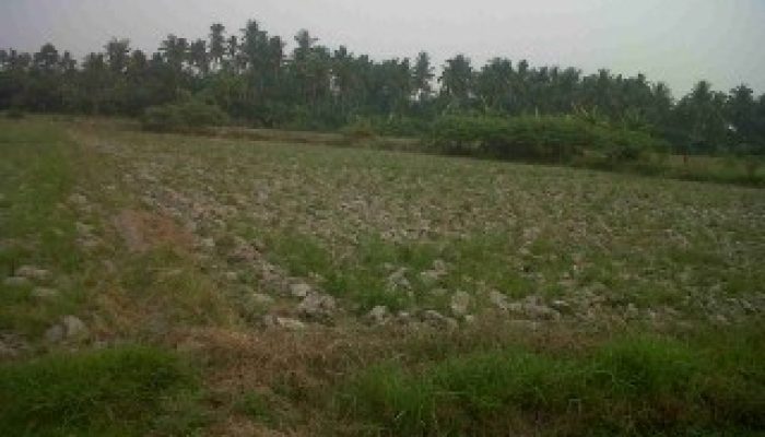 Petani Medan: Senjata Canggih Bangkitkan Sawah Pasca-Banjir