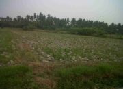 Petani Medan: Senjata Canggih Bangkitkan Sawah Pasca-Banjir