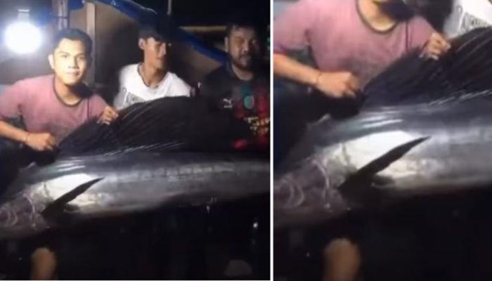 Aksi warga Balikpapan tangkap ikan layaran jadi viral di Manggar