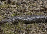 5 fakta menarik tentang kadal berlidah biru yang bertahan lama