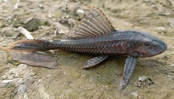 Mengapa Ikan Sapu-Sapu Dikubur? Ini Jawabannya!