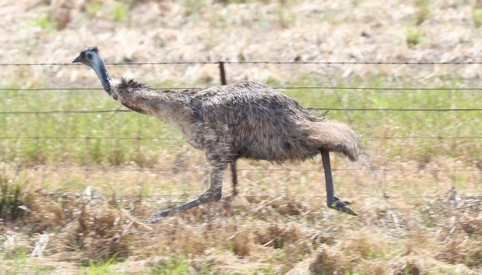 5 Fakta Menarik Burung Emu, Pernah Kalahkan Pasukan Militer
