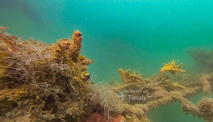 PT Timah Perkuat Komitmen Lingkungan, Dorong Reklamasi dan Transisi Energi Berkelanjutan
