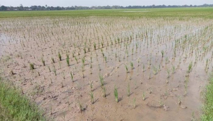 232 Hektare Sawah di Pinrang Diserang Hama, Petani Rugi Besar