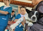 Vaksinasi Massal di Mendoyo Bali, Enam Tim Geruduk Lawan Rabies