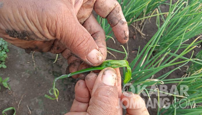 Tanaman Hama Ulat, Petani Bawang Merah di Polman Kehilangan Jutaan Rupiah