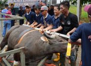 BP Batam Rayakan Idul Adha 1447 Hijriah: Sembelih 33 Hewan Kurban, Tingkatkan Kepedulian Sosial di Lingkungan Pegawai