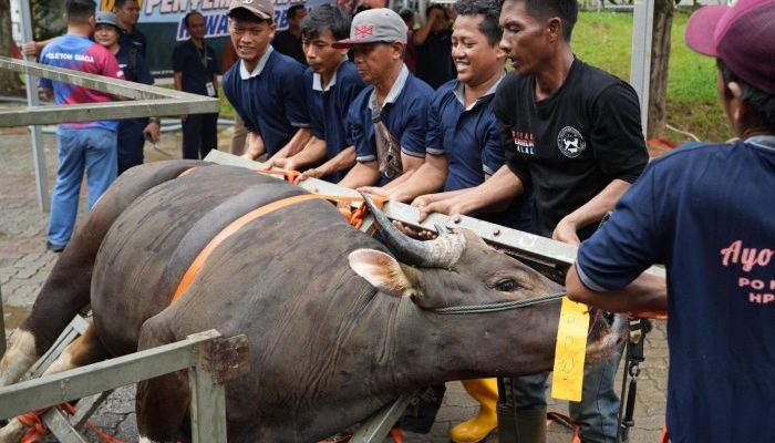 BP Batam Rayakan Idul Adha 1447 Hijriah: Sembelih 33 Hewan Kurban, Tingkatkan Kepedulian Sosial di Lingkungan Pegawai