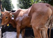 Sambut Idul Adha 1447 H, PT Timah Salurkan 268 Ekor Sapi Kurban