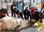 Pemko Batam Salurkan 66 Hewan Kurban, Distribusi hingga ke Wilayah Hinterland