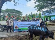 PT Timah Salurkan 13 Ekor Sapi Kurban ke Pulau-Pulau Kepulauan Meranti, Hadirkan Kebahagiaan Iduladha hingga Ujung Desa