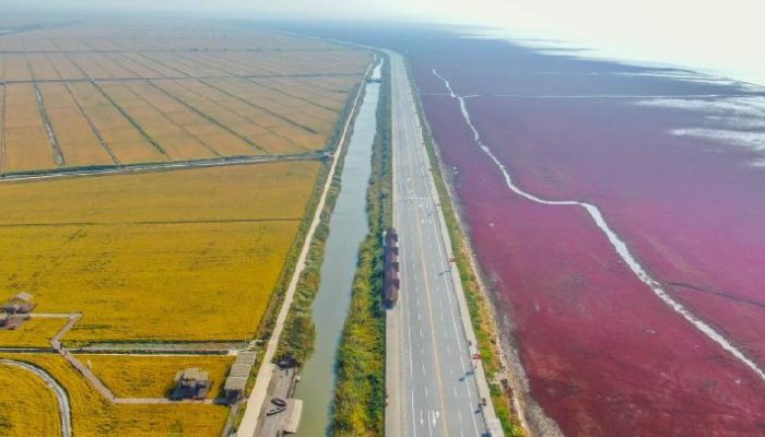 Studi: Emisi GRK dari sawah berlipat ganda 60 tahun terakhir