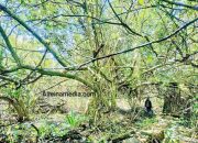 Terciduk 3 Pelaku Diduga Tebang Mangrove di Kp Kuala Lumpur Kijang