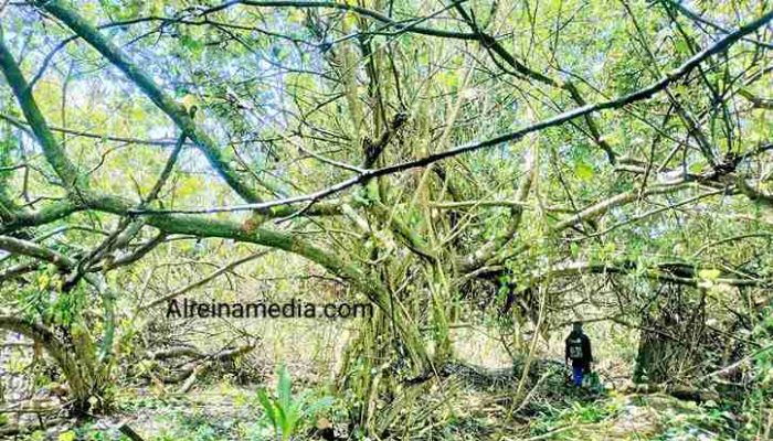 Terciduk 3 Pelaku Diduga Tebang Mangrove di Kp Kuala Lumpur Kijang