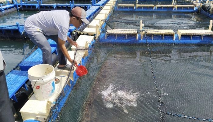 PT Timah mendampingi, Pokdakan Tuah Bersatu Terus Kembangkan Budidaya Kakap Putih