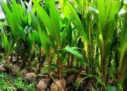 Benarkah KSB Buluh Serumpun, Mampu Sediakan 38.500 Bibit Kelapa di Natuna ?