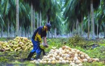 Bibit dari KSB, Proyek ke CV Air Bunga: Siapa yang Diuntungkan?