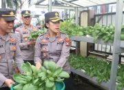 Polsek Meral Panen 50 Kg Pakcoy, Dorong Ketahanan Pangan Berkelanjutan