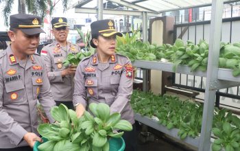 Polsek Meral Panen 50 Kg Pakcoy, Dorong Ketahanan Pangan Berkelanjutan